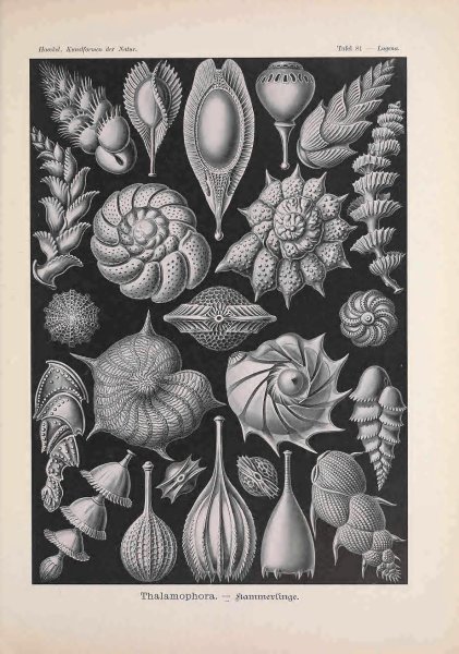 Эрнст Геккель иллюстрации растений
