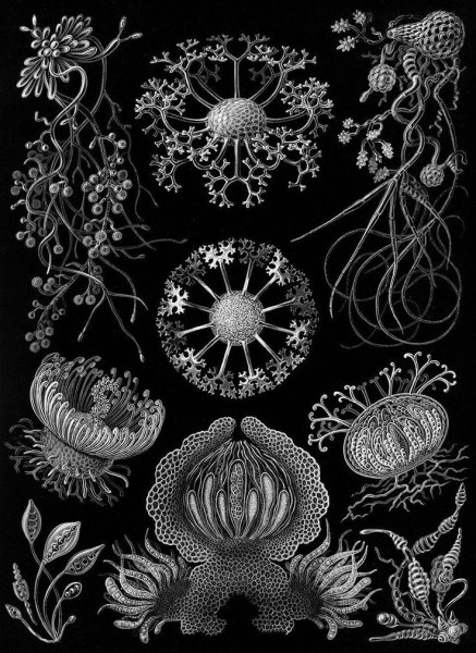 Геккель Эрнст Райские птицы