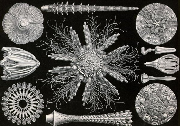 Эрнст Геккель красота форм в природе