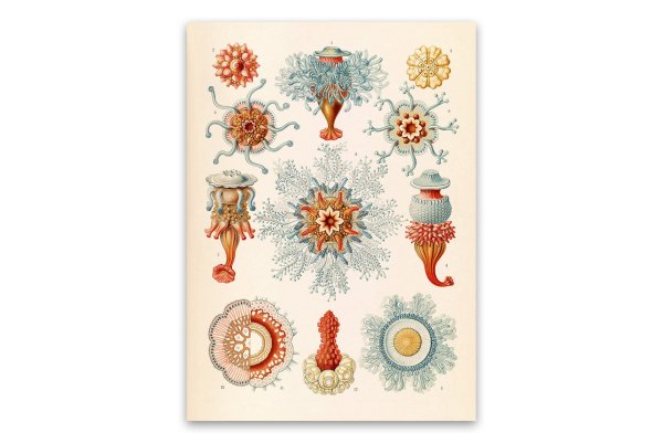 Эрнст Геккель красота форм в природе