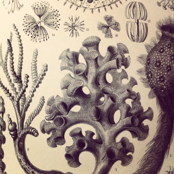 Трилобиты Геккель