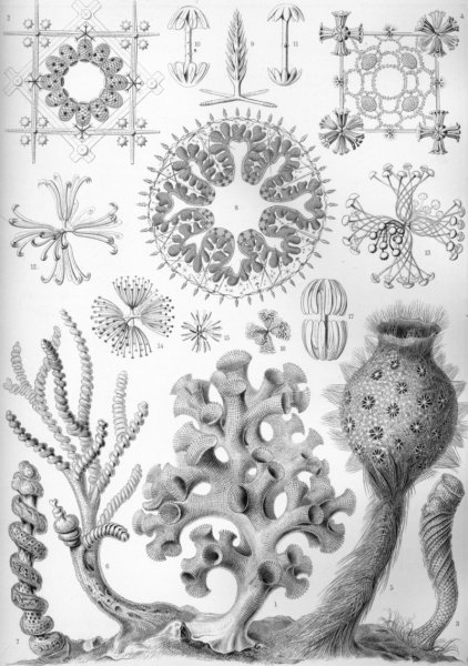Сканированные страницы из книги Ernst Haeckel "Kunstformen der Natur"
