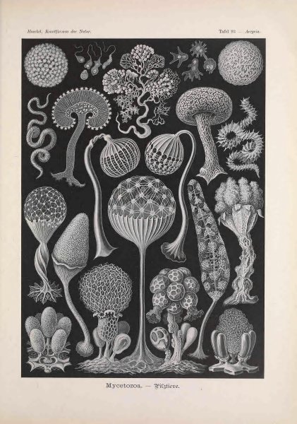 Эрнст Геккель красота форм в природе