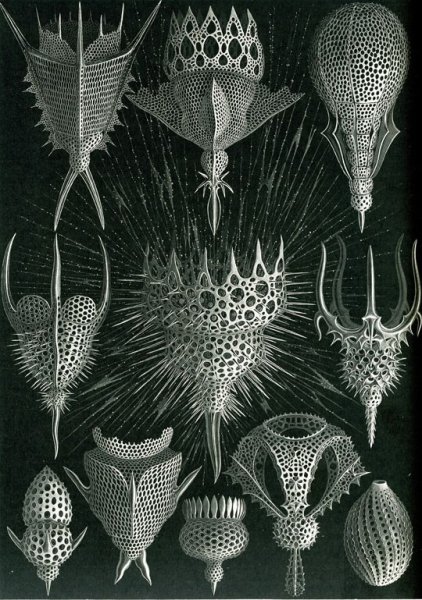 Эрнст Геккель иллюстрации