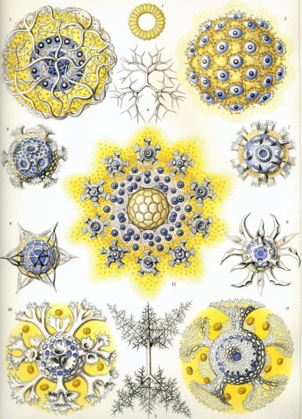 Эрнст Геккель Kunstformen der Natur, 1904