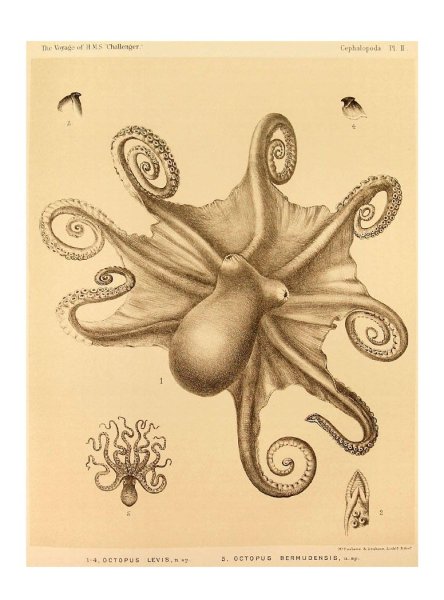 Эрнст Геккель грибы