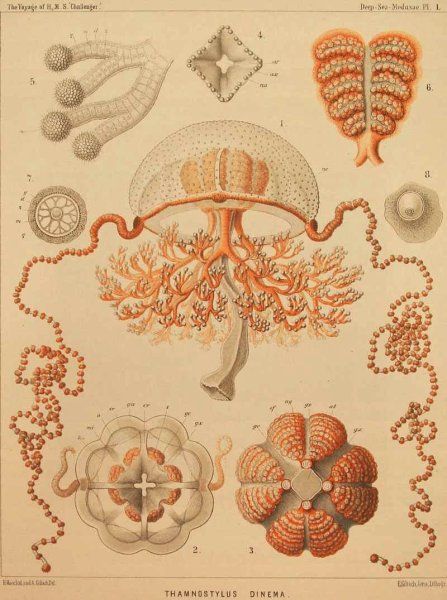 Геккель Эрнест красота форм в природе