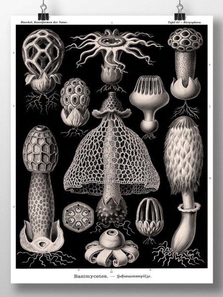 Эрнст Геккель иллюстрации