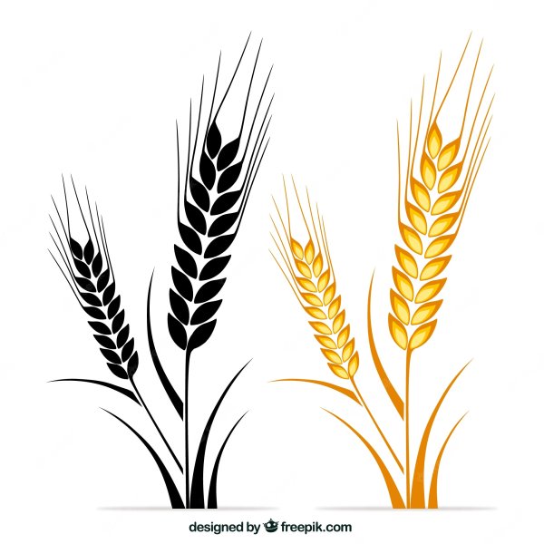 Колосья пшеницы вектор