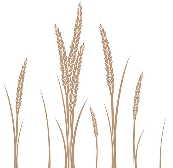 Векторные колоски пшеницы