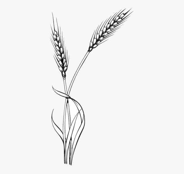 Колосья пшеницы