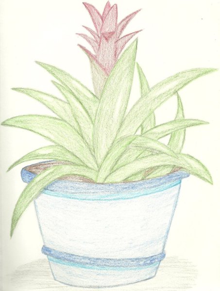 Рисование комнатные растения