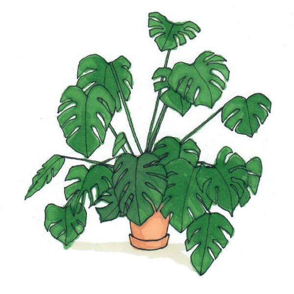 Рисунки растений