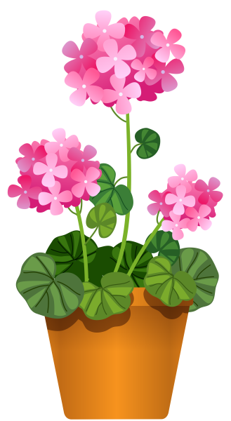 Цветы в горшках