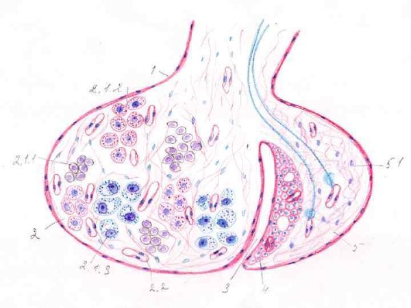 Гипофиз гистологический препарат