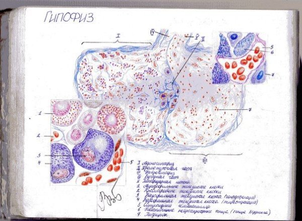 Аденогипофиз гистология препарат