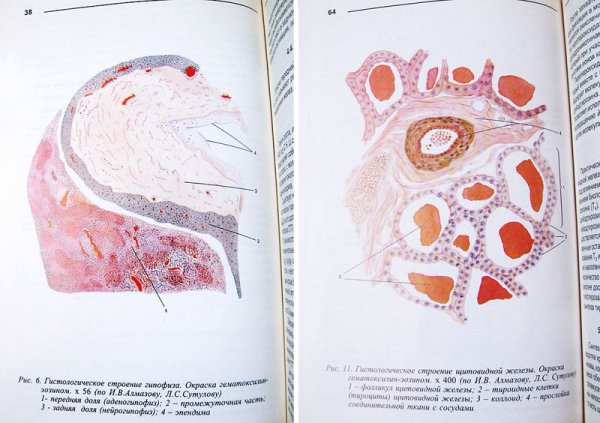 Гипофиз человека гистология препарат