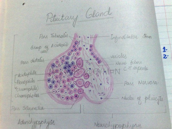 Гипофиз человека гистология препарат