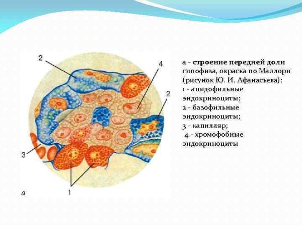 Передняя доля аденогипофиз гистология