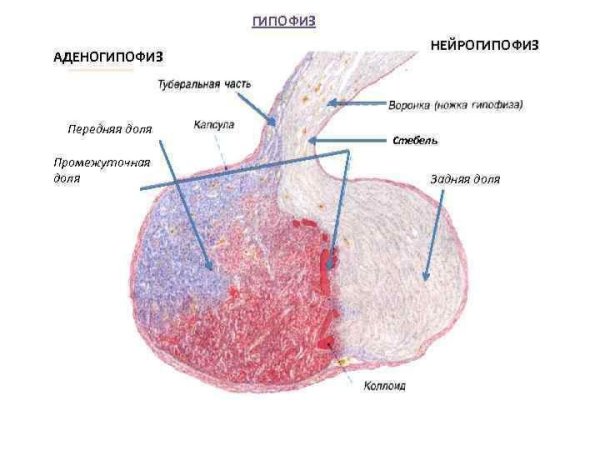 Передняя доля гипофиза гистология