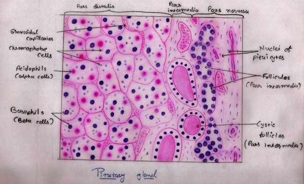 Гипофиз человека гистология препарат
