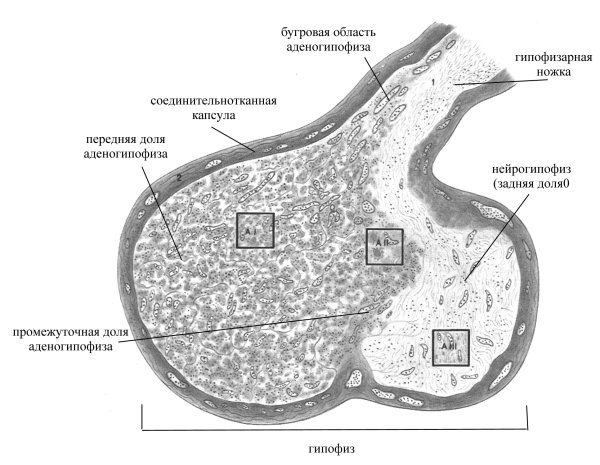 Гипофиз гистологический препарат
