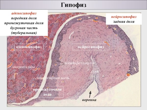 Аденогипофиз гистология препарат