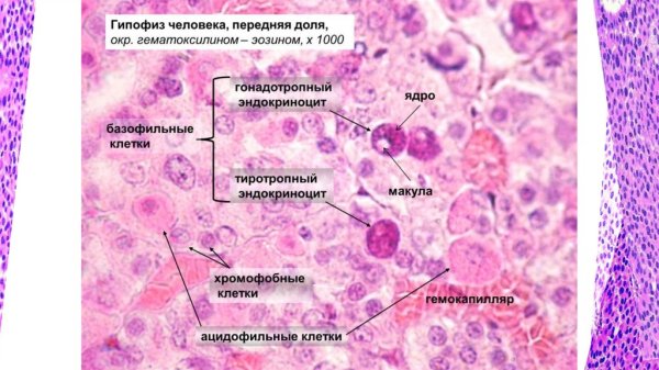 Аденогипофиз гистология препарат