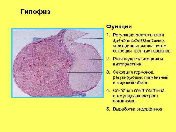 Гипофиз гистология препарат с описанием