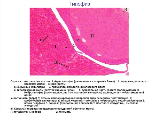Гипофиз гематоксилин эозин препарат