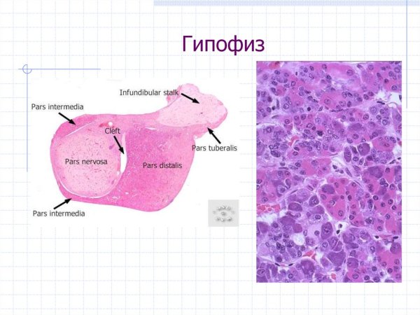 Аденогипофиз гистология препарат