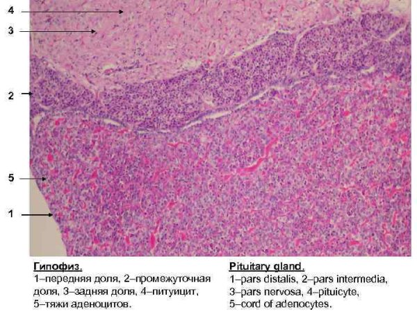 Гипофиз гистология препарат