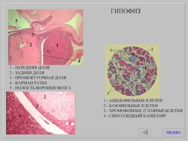 Передняя доля аденогипофиз гистология