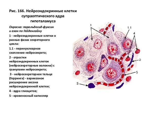 Гипоталамус нейросекреторные клетки препарат гистология