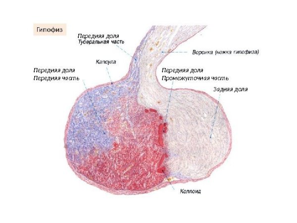 Передняя доля гипофиза гистология