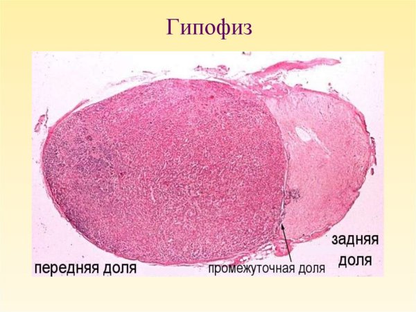 Гипофиз гистологический препарат