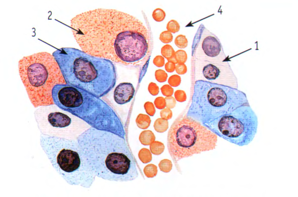 Ацидофильные клетки гипофиза