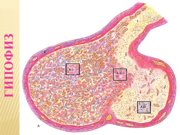 Аденогипофиз гистология
