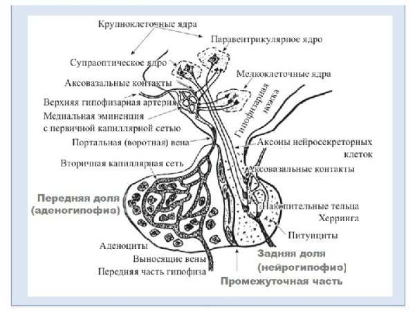 Схема гипоталамо-гипофизарной нейросекреторной системы