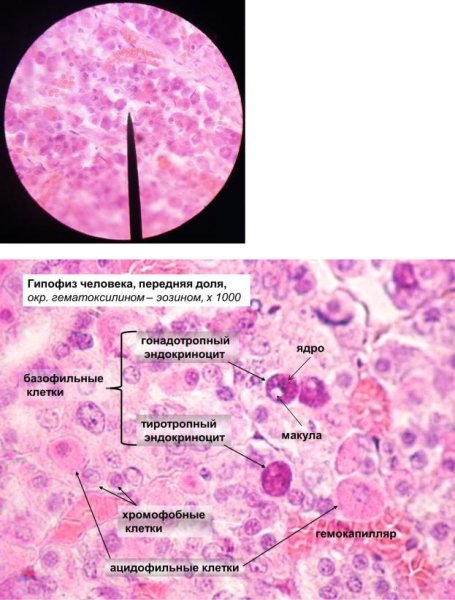Гипофиз гистологический препарат