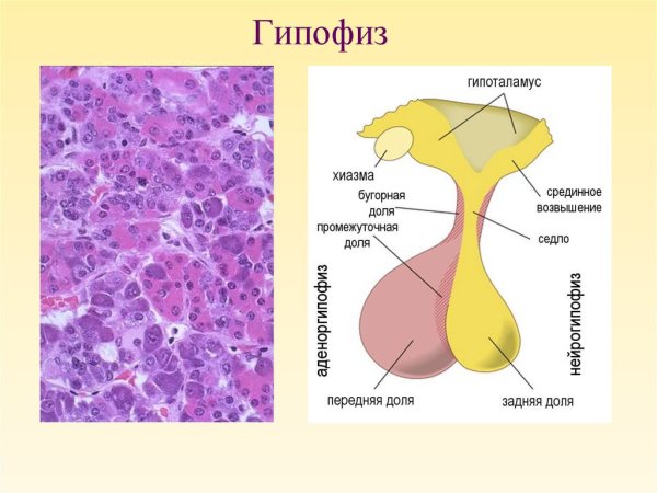 Гипофиз передняя доля аденогипофиз гистология