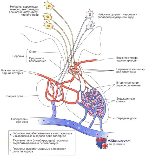 Схема строения гипоталамо-гипофизарной нейросекреторной системы