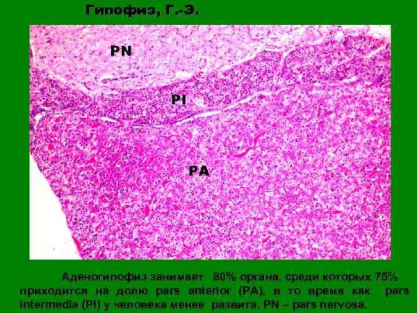 Гипофиз гистология препарат
