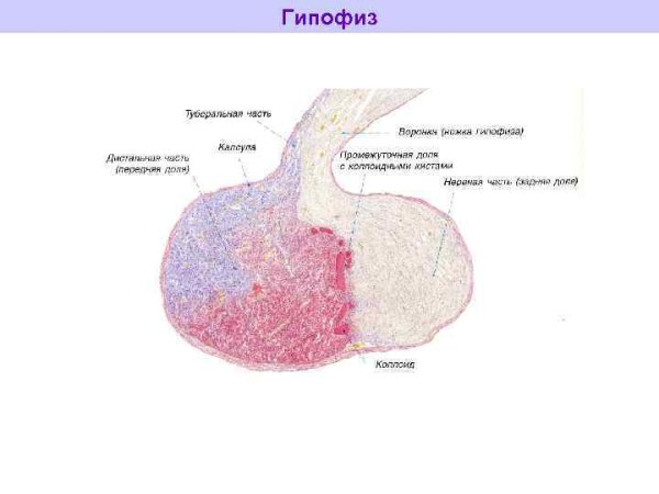 Гипофиз препарат анатомия