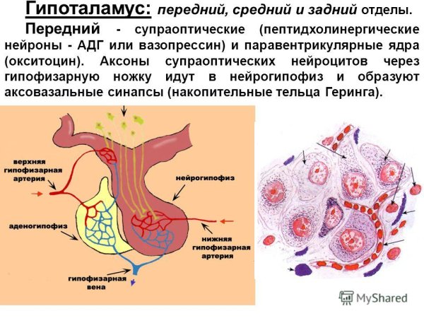 Строение гипоталамуса гистология