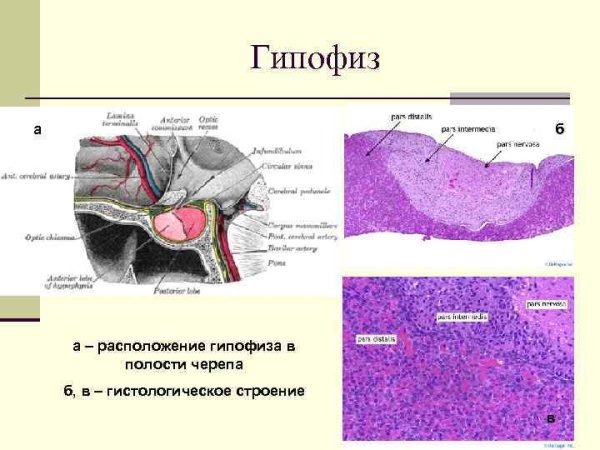 Строение гипофиза гистология схема