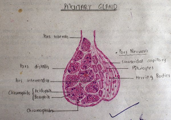 Гипофиз гистология препарат рисунок