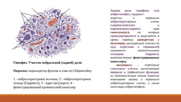 Строение задней доли гипофиза гистология
