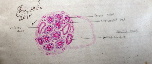 Гипофиз человека гистология рисунок