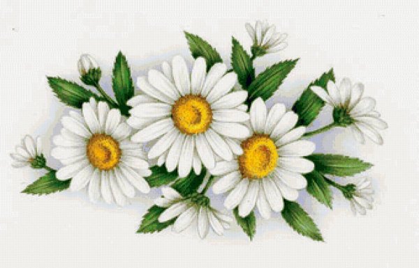 Орнамент ромашки
